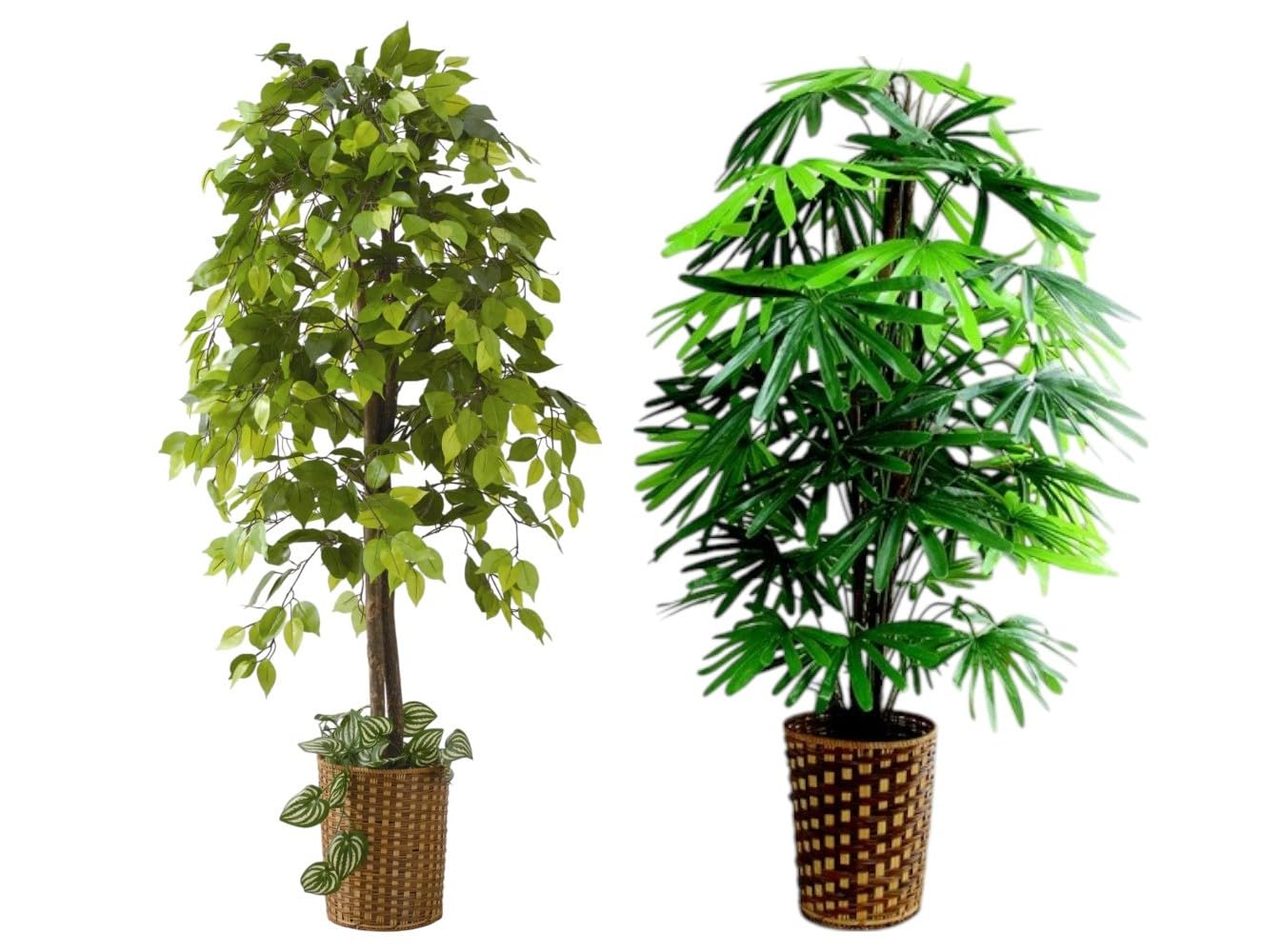 Amazon.co.jp: ビータ(Vita) ベンジャミン 観音竹 ベンジャミン：直径